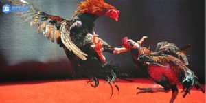 Tổng quan chi tiết về đá gà trực tiếp thomo tại BET88